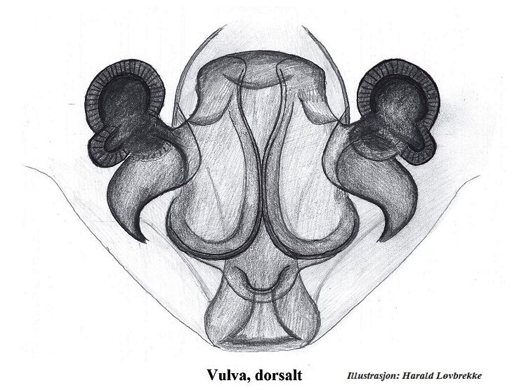 Datei:Microneta viaria vulva do HLovbrekke.jpg