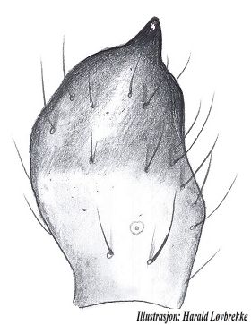 Datei:Trichopternoides thorelli tibialapophyse vonOben HLovbrekke.jpg