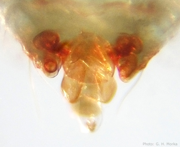 Datei:Palliduphantes antroniensis w 1,5mm vulva Nordnorwegen Kindle Fjord GHMorka.jpg