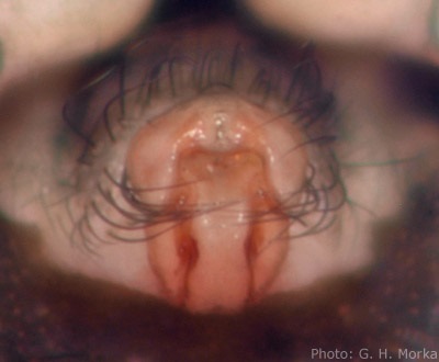 Datei:Abiskoa abiskoensis epigyn 1 GHMorka.jpg