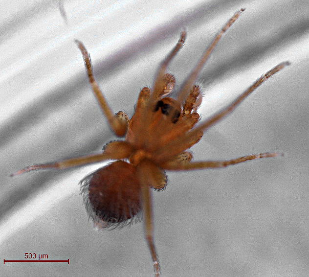 Datei:Orchestina longipes Wolff m dorsal 1.jpg