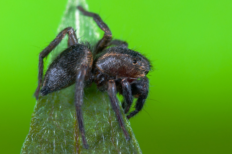 Datei:Phlegra fasciata m la 5mm Rebböschung Kaiserstuhl HHelwig.jpg