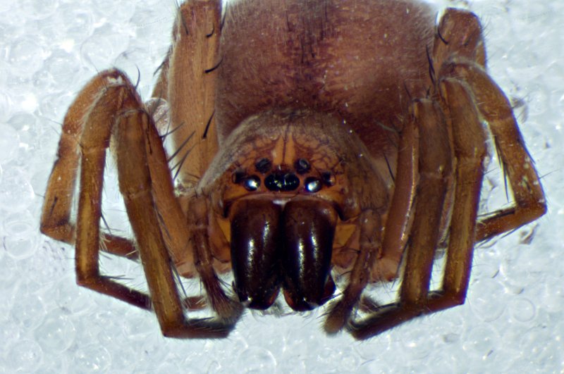 Datei:Clubiona reclusa Hasenmoor Krs Segeberg 2012-07-15 Prosoma frontal Methode-C.jpg