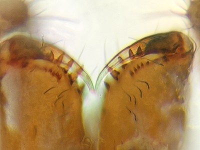 Datei:Collinsia distincta Barfoerder Elbdeich (nds) 31.05.2015 f Chelizerenbezahnung distal view.jpg