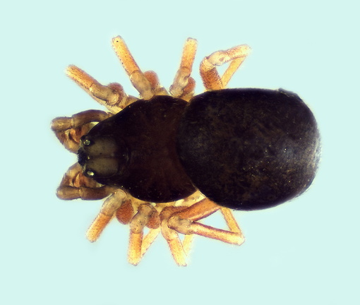 Datei:Minyriolus medusa m 1,67mm Bonifacio ilePiana Korsika FR 5Nov14 POger.jpg