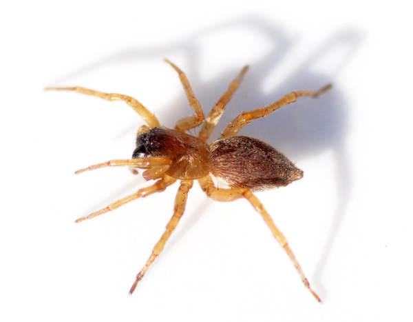 Datei:P1017855 Clubiona lutescens 1 habitus 600 GHMorka.jpg