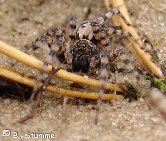 Datei:Arctosa perita 1024.jpg