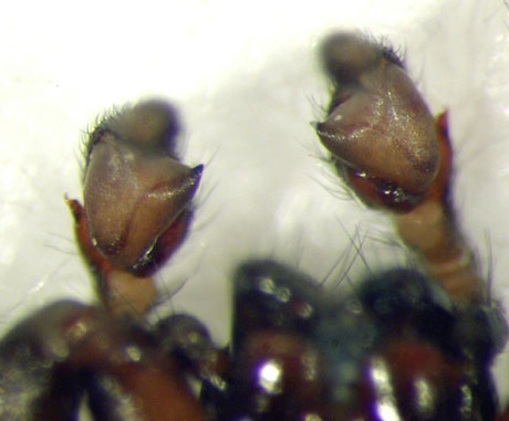 Datei:Cetonana laticeps Gerhard Büchler 03.jpg