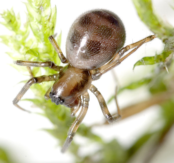 Datei:Longidens Dammbachsgrund 07-12 01.jpg