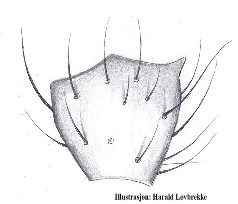 Datei:Meioneta mollis li tibialapophyse HLovbrekke.jpg