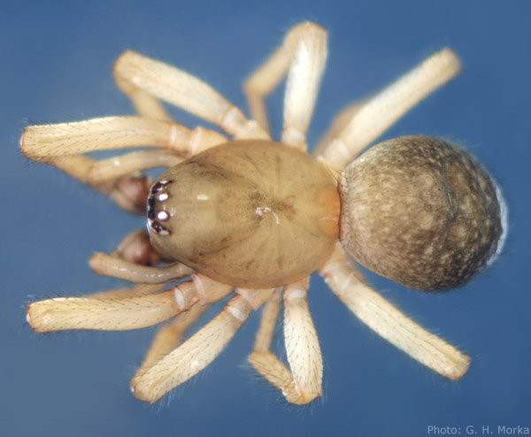 Datei:Robertus lividus male habitus GHMorka.jpg