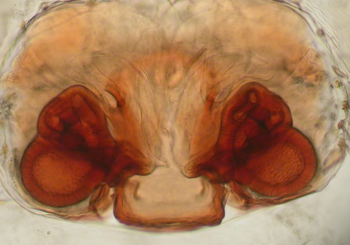 Datei:Silometopus incurvatus vulva dorsal Bodenstreu Kiefer Femundsenden 2012.07.06 AFjellberg.jpg