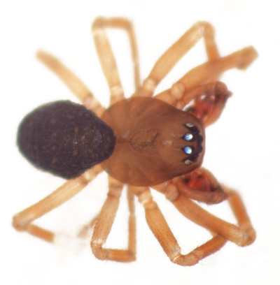 Datei:Gongylidiellum murcidum m 1,2mm do Marsch Mai2010 GHMorka.jpg
