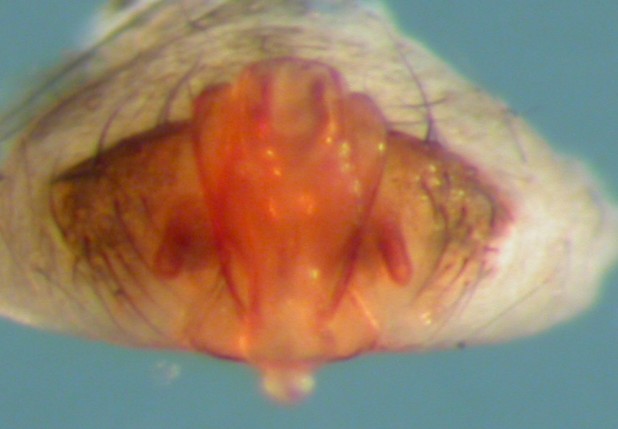Datei:Incestophantes kochiellus w Epigyne präpariert Slidre Fichtenwald 10,154 AFjellberg.jpg