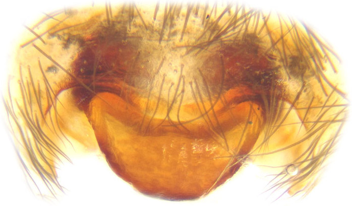 Datei:Amaurobius fenestralis female A3326 PN3322.jpg