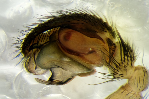 Datei:Neriene clathrata pl lat.jpg