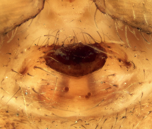 Datei:Ozyptila bejarana w epi 3,13mm FortDeBregancon FR 3Apr13 POger.jpg