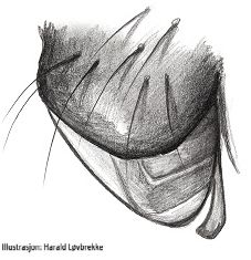 Datei:Tenuiphantes cristatus2 epigyn retrolateral HLovbrekke.jpg