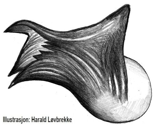 Datei:Megalepthyphantes nebulosus lamella characteristica 3 HLovbrekke.jpg
