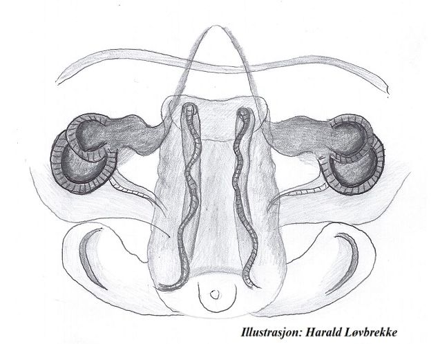 Datei:Meioneta fuscipalpa vulva dorsalt HLovbrekke.jpg
