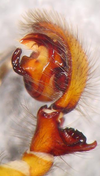 Datei:Amaurobius ferox 8 pp1 1024.jpg