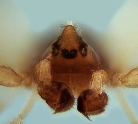 Datei:Janetschekia monodon m fr 1,16mm Kiesbank Fluss Estoublon Fr 11Jul11 POger.jpg