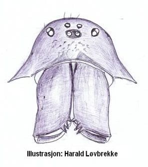 Datei:Porrhomma campbelli w frontal habitus HLovbrekke.jpg