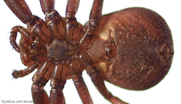 Datei:Xysticus ulmi female febr 7 underside 600.jpg