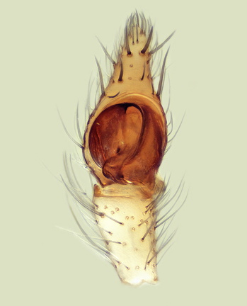 Datei:Devade indistincta pp2 3,16mm Flughafen Salzwerk Griechenland Naxos 23Jul14 POger.jpg