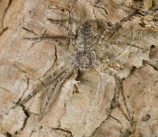 Datei:Philodromus-emarginatus Dammbachsgrund 09-07 02.jpg