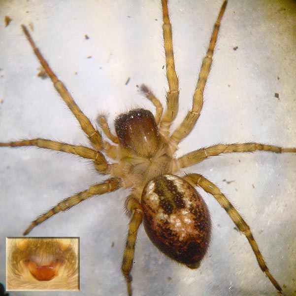 Datei:Amaurobius fenestralis 8 1024.jpg