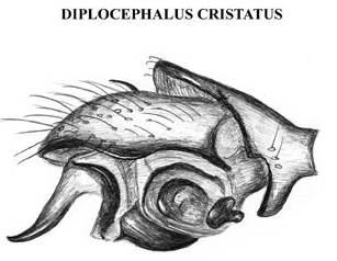Datei:Diplocephalus cristatus palp HLovbrekke.jpg