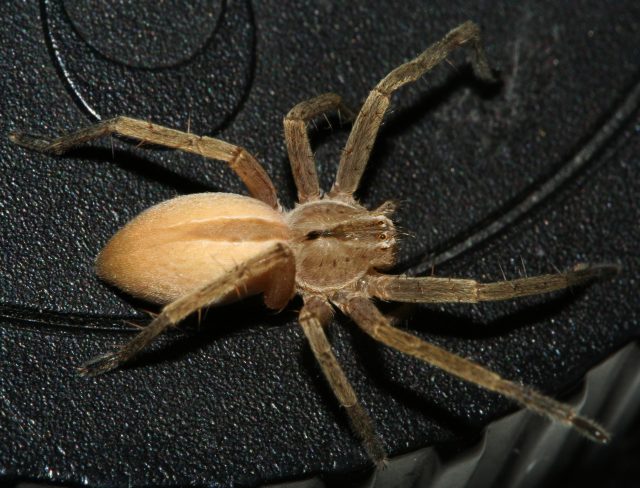 Datei:Micr lig frits3jpg.jpg