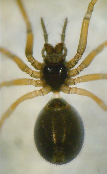 Datei:Trichoncus affinis AStaudt ventral 1024.jpg
