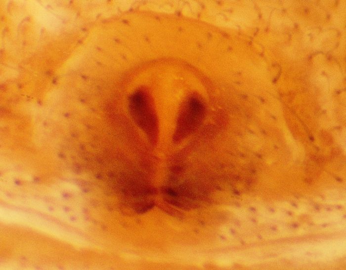 Datei:Xysticus ulmi w 5mm Epigyne2 Kager Aufzucht kl.jpg