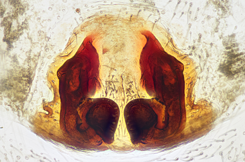 Datei:2019-10-19-21.33.01 ZS PMaxAnd2more Natürlich-Bearbeitet-4.jpg