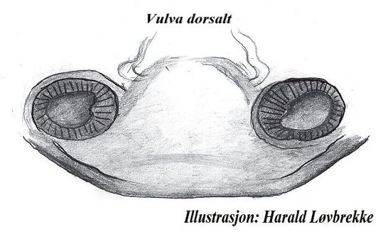 Datei:Collinsia spetsbergensis vulva dor HLovbrekke.jpg