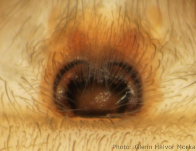 Datei:Drassodes pubescens epigyn 400 GHMorka.jpg