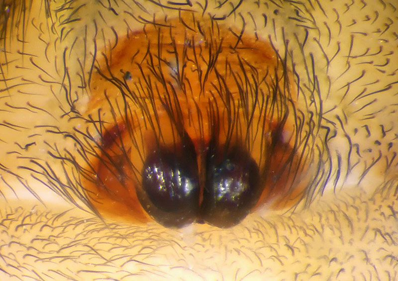 Datei:Callobius claustrarius.jpg