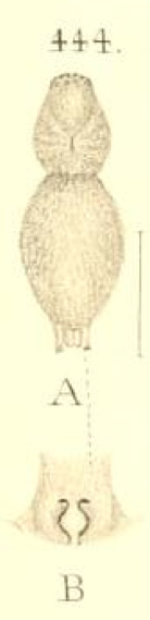 Datei:BoesenbergVoigtiiFigure.jpg