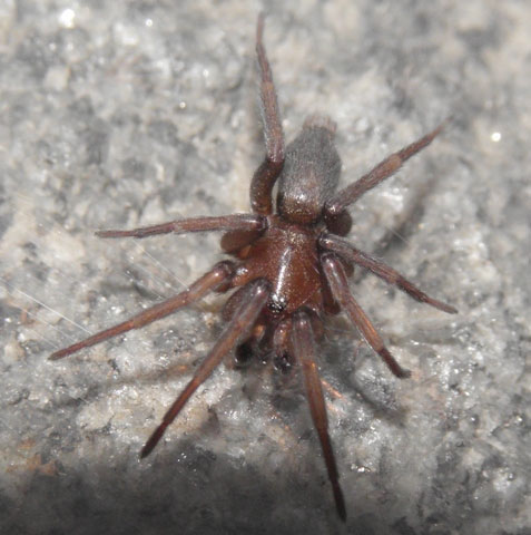 Datei:Echemus-angustifrons Klam-Oberoesterreich 10-07 Robert-Gattringer.jpg