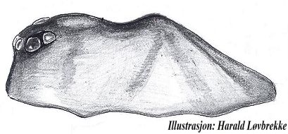 Datei:Walckenaeria atrotibialis w Prosoma lateral HLovbrekke.jpg