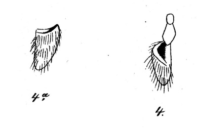 Datei:AgynetaResimaKochFigure.jpg