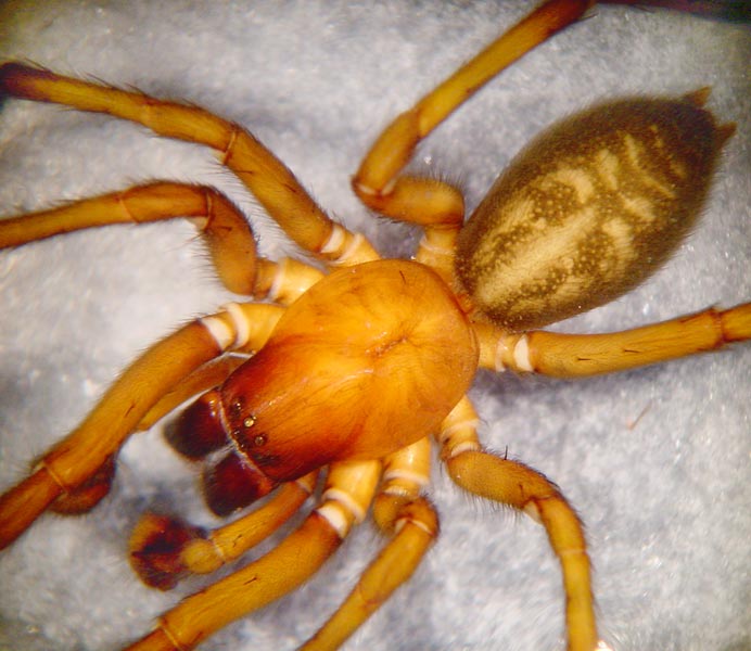 Datei:Amaurobius ferox 7 1024.jpg