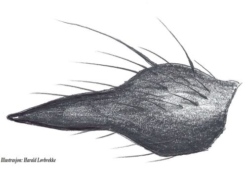 Datei:Gnaphosa microps tibialapophyse retrolateral HLovbrekke.jpg