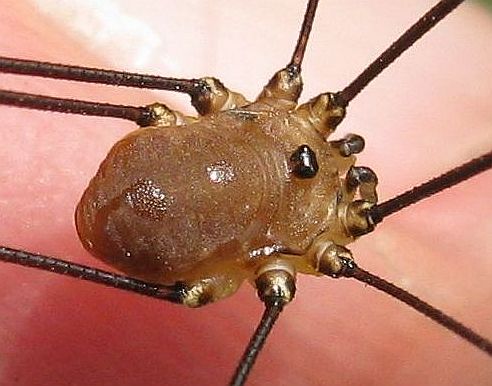 Datei:Leiobunum rotundum (m) 08.08.2009.jpg