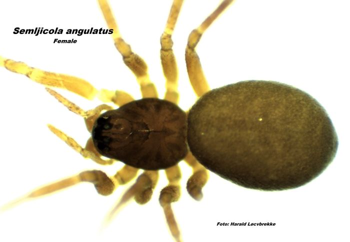 Datei:Semljicola angulates w dorsal HLovbrekke.jpg