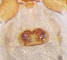 Datei:Thyreosthenius parasiticus 8 1024.jpg