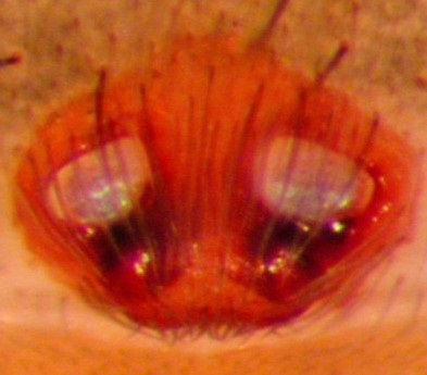 Datei:Xerolycosa nemoralis epigyn Arne Fjellberg.jpg