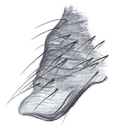 Datei:Erigona dentipalpis epigyn sett fra siden HLovbrekke.jpg